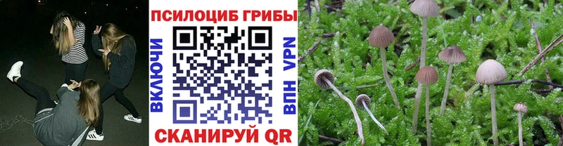 закладки  Сертолово  Псилоцибиновые грибы MAGIC MUSHROOMS 